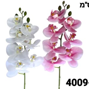 ענף סחלב 2 צבעים