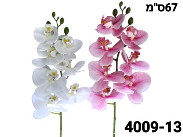 ענף סחלב 2 צבעים